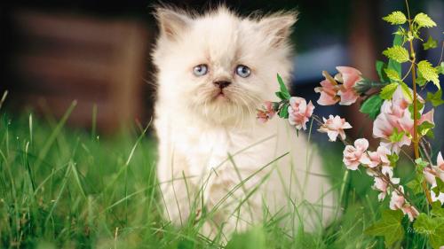 Грустный котенок