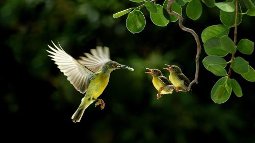 Птичка, птенцы, малыши, птенчики, семья, маленькая птичка, фоны, заставки