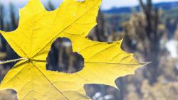 Романтические обои, сердце, любовь, листва, картинки