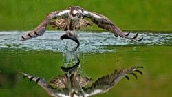 Скопа, птица, отражение, рыба, отражение, вода, добыча, улов