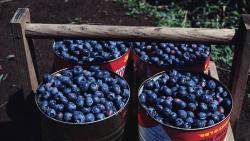 Фото вкусных ягод скачать