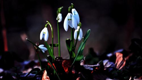 Фото маленький подснежников в стиле макро