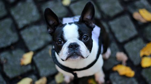 Французский бульдог