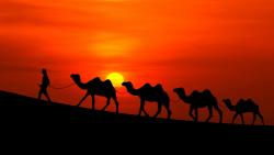 Арабский закат, ночь, верблюды, бедуин, пустыня
