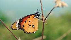 Бабочка крупным планом обои макро