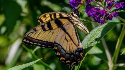 Бабочка, цветы, трава, насекомые, листья, фоны, заставки