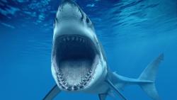 Белая акула