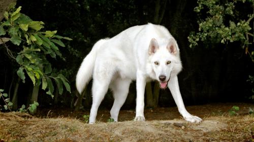 Белый волк широкоформатные HD обои скачать на рабочий стол