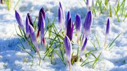 Весенние цветы обои на рабочий стол