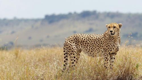 Гепард дикая кошка природа заставки на рабочий стол hd