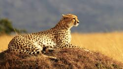 Гепард обои HD 