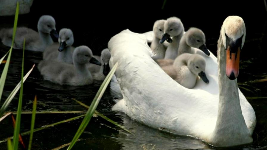 Грациозный лебедь мамочка с птенцами