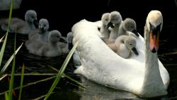 Грациозный лебедь мамочка с птенцами