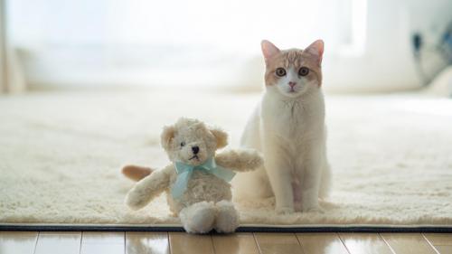 Грустный кот с большими глазами широкоформатные обои