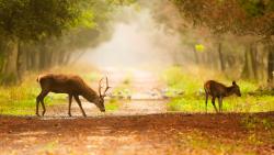 Два оленя в лесу животные