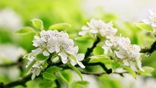 Для рабочего стола обои ветки яблони цветущее весеннее дерево