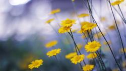 Желтая ромашка картинки на рабочий стол