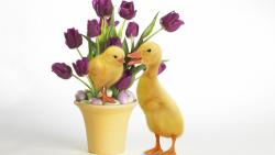 Желтая утка и цыпленок на фоне тюльпанов в горшке