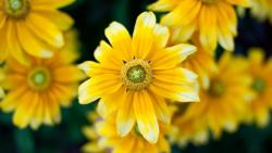 Желтые цветы макро картинки на рабочий стол