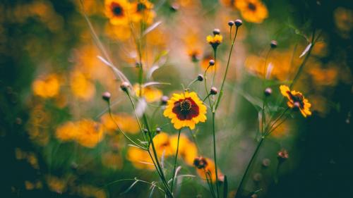 Желтые цветы на поляне заставки на рабочий стол hd