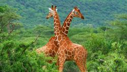 Животные в Африке, пара жирафов