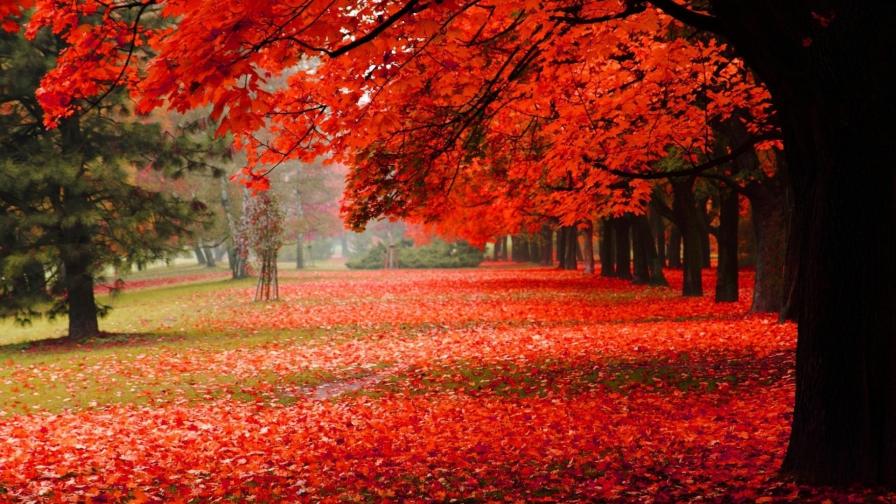 Заставка высокого разрешения золотой осени