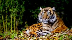 Заставка лежащего тигра скачать