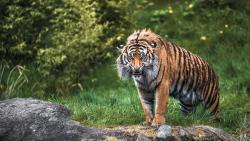 Злой тигр, страшный хищник, мокрый зверь, клыки, обои hd, бесплатно