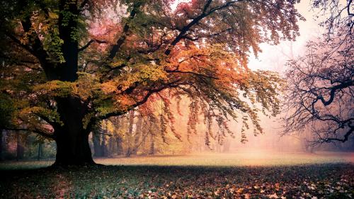 Золотая пора пейзаж осень