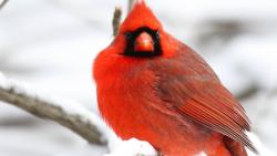 Кардинал Птица, красные перья, деревья, снег, зимняя стужа, бесплатно, картинки