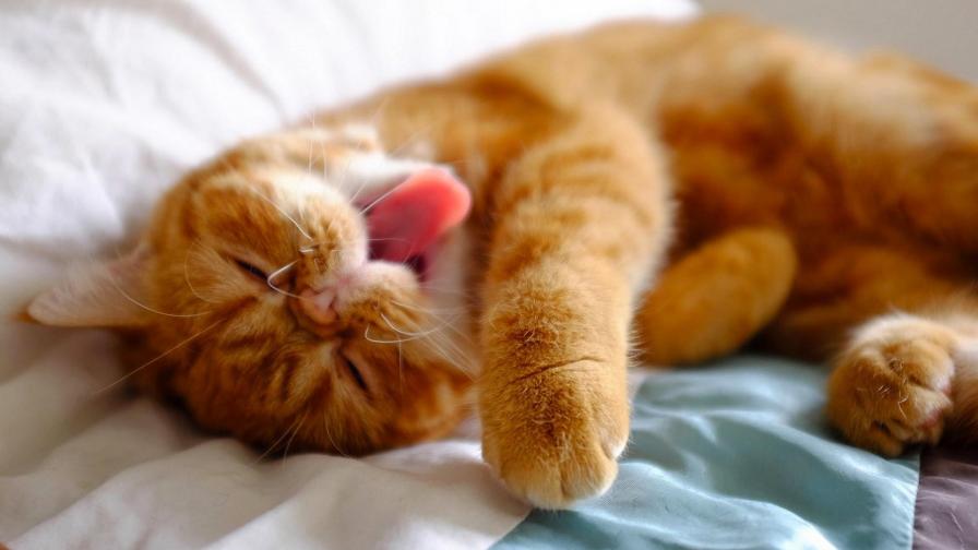 Картинки прикольные коты