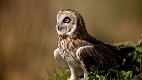 Качественные фото восхитительной совы