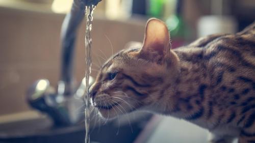 Котик заставки на рабочий стол hd