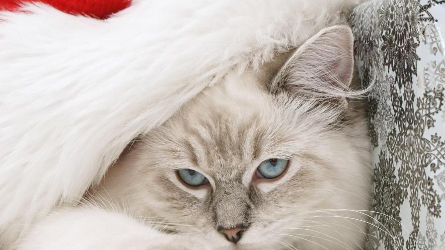 Кот, морда, пушистый, шляпа, Санта-Клаус, новый год, праздник, обои