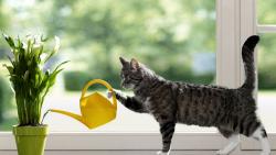 Кот поливает цветы