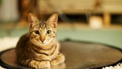 Кошка взгляд лицо обои hd