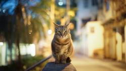 Кошка на парапете