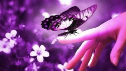 Красивая бабочка на пальце макро обои