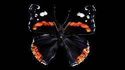 Красивая бабочка на черном фоне