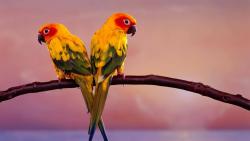 Красивые птицы фото hd бесплатно