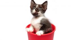 Красивый котенок на белом фоне