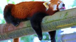 Красная панда, сон, фоны, заставки, скачать