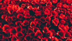 Красные тюльпаны обои HD