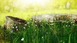 Кэмп Медоувуд Спрингс заставки парка