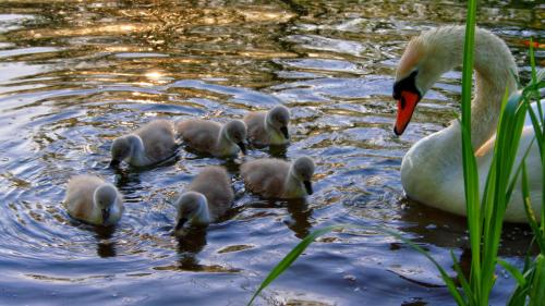 Лебедь с малышами обои