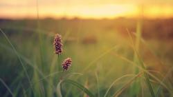 Летние цветы на закате картинки на рабочий стол