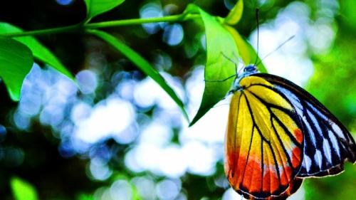 Листья, бабочка, бабочки, насекомые, зелень, лето