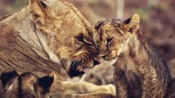 Львы, Львицы и Львята HD обои скачать на рабочий стол