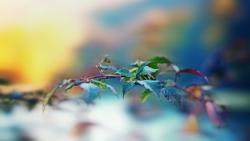 Макро заставки, листва, зелень, природа, обои hd, бесплатно