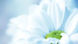 Макро изображение высокого разрешения белой, нежной ромашки